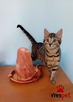 Ράτσα: Άγνωστο - Ημίαιμο | Ηλικία: 3 μηνών | Φύλο: Θηλυκό | Αρ. Microchip: 900000000000000 | Ημίαιμο | Περιοχή: Πεύκη, Αττική