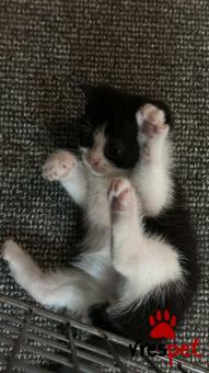 Ράτσα: Άγνωστο - Ημίαιμο | Ηλικία: 2 μηνών | Φύλο: Θηλυκό | Αρ. Microchip: - | Περιοχή: Νέα Σμύρνη, Αττική