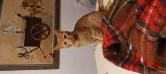 Ράτσα: Άγνωστο - Ημίαιμο | Ηλικία: 6 μηνών | Φύλο: Αρσενικό | Αρ. Microchip: 00000 | Περιοχή: Πυλαία-Χορτιάτης, Θεσσαλονίκη