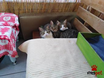 Ράτσα: Άγνωστο - Ημίαιμο | Ηλικία: 6 μηνών | Φύλο: Αρσενικό | Αρ. Microchip: 0 | Περιοχή: Πυλαία Χορτιάτης, Θεσσαλονίκη