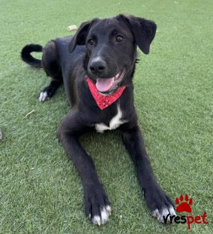 Ράτσα: Λαμπραντόρ - Labrador | Ηλικία: 6 μηνών | Φύλο: Θηλυκό | Αρ. Microchip: 0 | Ημίαιμο | Περιοχή: Γλυφάδα, Αττική