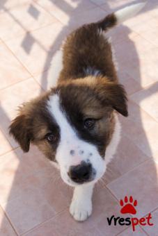 Ράτσα: Άγνωστο - Ημίαιμο | Ηλικία: 2,5 μηνών | Φύλο: Θηλυκό | Αρ. Microchip: 00000000000000 | Περιοχή: Κορωπί, Αττική