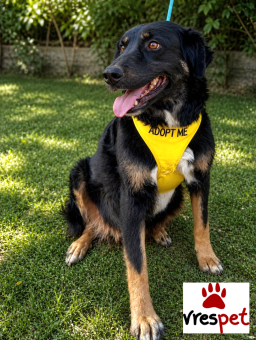 Ράτσα: Ελληνικός Ποιμενικός - Greek Shepherd | Ηλικία: 5+ | Φύλο: Θηλυκό | Αρ. Microchip: 0 | Ημίαιμο | Περιοχή: Γλυφάδα, Αττική