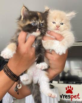 Ράτσα: Μαίην Κουν | Ηλικία: 3 μηνών | Φύλο: Θηλυκό | Αρ. Microchip: 907890654534098 | Ιδιώτης | Pedigree | Περιοχή: Αθήνα, Αττική