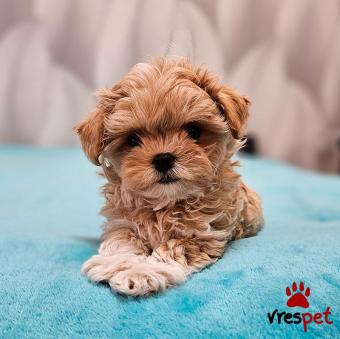 Ράτσα: Μαλτέζ - Maltese | Ηλικία: 3 μηνών | Φύλο: Θηλυκό | Αρ. Microchip: 84075590000575058 | 