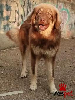 Ράτσα: Άγνωστο - Ημίαιμο | Ηλικία: 1 έτους | Φύλο: Αρσενικό | Αρ. Microchip: - | Περιοχή: Κιλκίς, Μακεδονία