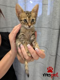 Ράτσα: Άγνωστο - Ημίαιμο | Ηλικία: 2 μηνών | Φύλο: Θηλυκό | Αρ. Microchip: 0000000000 | Περιοχή: Γέρακας, Αττική