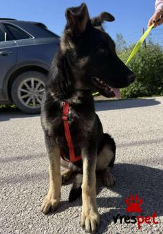 Ράτσα: Γερμανικός ποιμενικός Αλσατίας | Ηλικία: 6 μηνών | Φύλο: Αρσενικό | Αρ. Microchip: 0 | Ημίαιμο | Περιοχή: Γλυφάδα, Αττική