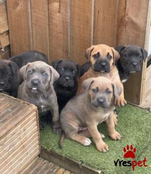 Ράτσα: Κανέ Κόρσο - Cane Corso | Ηλικία: 3 μηνών | Φύλο: Αρσενικό | Αρ. Microchip: 9739954960226 | Ιδιώτης | Εκπαιδευμένο | Pedigree | Περιοχή: Αττική