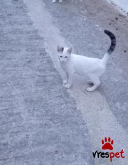 Ράτσα: Άγνωστο - Ημίαιμο | Ηλικία: 3 μηνών | Φύλο: Αρσενικό | Αρ. Microchip: 000000000000000000000 | Ημίαιμο | Περιοχή: Χαϊδάρι, Αττική