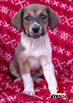 Ράτσα: Άγνωστο - Ημίαιμο | Ηλικία: 2 μηνών | Φύλο: Θηλυκό | Αρ. Microchip: 0 | Ημίαιμο | Περιοχή: Γλυφάδα, Αττική