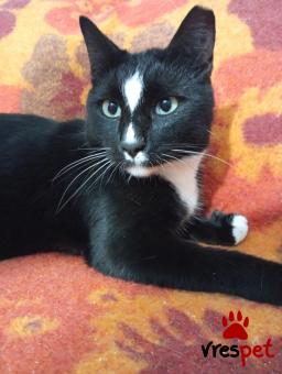 Ράτσα: Άγνωστο - Ημίαιμο | Ηλικία: 1 έτους | Φύλο: Θηλυκό | Αρ. Microchip: 00000000000  | Περιοχή: Άλιμος, Αττική