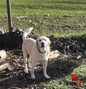 Ράτσα: Λαμπραντόρ - Labrador | Ηλικία: 2 ετών | Φύλο: Αρσενικό | Αρ. Microchip: 0000000000 | Ιδιώτης | Εκπαιδευμένο | Περιοχή: Θεσσαλονίκη