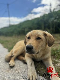 Ράτσα: Άγνωστο - Ημίαιμο | Ηλικία: 7 μηνών | Φύλο: Αρσενικό | Αρ. Microchip: - | Περιοχή: Κιλκίς, Μακεδονία