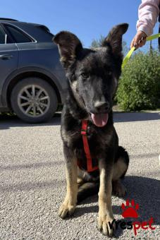 Ράτσα: Γερμανικός ποιμενικός Αλσατίας | Ηλικία: 6 μηνών | Φύλο: Αρσενικό | Αρ. Microchip: 0 | Ημίαιμο | Περιοχή: Γλυφάδα, Αττική