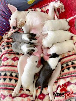 Ράτσα: Μπουλ τεριέ - Bull terrier | Ηλικία: 2,5 μηνών | Φύλο: Αρσενικό | Αρ. Microchip: 978101082345632 | Ιδιώτης | Εκπαιδευμένο | Pedigree | Περιοχή: Αθήνα, Αττική