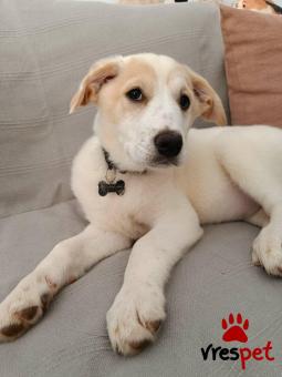 Ράτσα: Άγνωστο - Ημίαιμο | Ηλικία: 3 μηνών | Φύλο: Θηλυκό | Αρ. Microchip: - | Περιοχή: Νέα Σμύρνη, Αττική