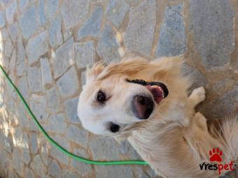 Ράτσα: Γκόλντεν Ριτρίβερ - Golden Retriever | Ηλικία: 5+ | Φύλο: Αρσενικό | Αρ. Microchip: 452563489723984 | Περιοχή: Ήπειρος