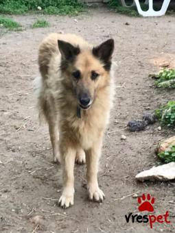 Ράτσα: Άγνωστο - Ημίαιμο | Ηλικία: 5+ | Φύλο: Θηλυκό | Αρ. Microchip: - | Περιοχή: Νέα Σμύρνη, Αττική