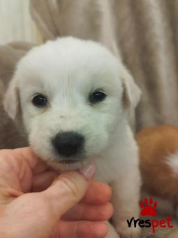 Ράτσα: Άγνωστο - Ημίαιμο | Ηλικία: 2 μηνών | Φύλο: Αρσενικό | Αρ. Microchip: 000000000000008 | Περιοχή: Καλύβια Θορικού, Αττική