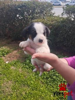 Ράτσα: Άγνωστο - Ημίαιμο | Ηλικία: 2 μηνών | Φύλο: Θηλυκό | Αρ. Microchip: 999999999999999 | Περιοχή: Αττική