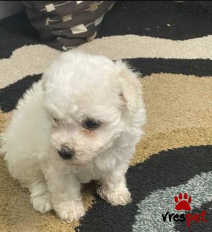 Ράτσα: Μαλτέζ - Maltese | Ηλικία: 2,5 μηνών | Φύλο: Θηλυκό | Αρ. Microchip: 902285603012670 | Ιδιώτης | Εκπαιδευμένο | Pedigree | Περιοχή: Αθήνα, Αττική