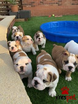 Ράτσα: Αγγλικό Μπουλντόγκ - English Bulldog | Ηλικία: 2,5 μηνών | Φύλο: Αρσενικό | Αρ. Microchip: 985113050870055 | Ιδιώτης | Εκπαιδευμένο | Pedigree | Περιοχή: Αθήνα, Αττική