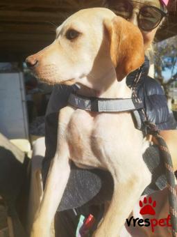 Ράτσα: Άγνωστο - Ημίαιμο | Ηλικία: 4 μηνών | Φύλο: Αρσενικό | Αρ. Microchip: 000000000000008 | Περιοχή: Καλύβια Θορικού, Αττική