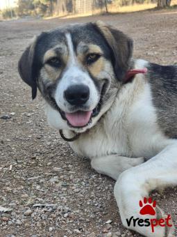 Ράτσα: Άγνωστο - Ημίαιμο | Ηλικία: 1 έτους | Φύλο: Θηλυκό | Αρ. Microchip: - | Περιοχή: Νέα Σμύρνη, Αττική