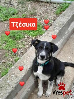 Ράτσα: Ελληνικός Ποιμενικός - Greek Shepherd | Ηλικία: 4 μηνών | Φύλο: Θηλυκό | Αρ. Microchip: 9012362545478 | Ημίαιμο | Περιοχή: Λαυρεωτική, Αττική