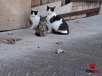 Ράτσα: Άγνωστο - Ημίαιμο | Ηλικία: 3 μηνών | Φύλο: Θηλυκό | Αρ. Microchip: 000000000000000000000 | Ημίαιμο | Περιοχή: Χαϊδάρι, Αττική