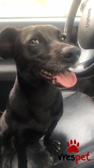 Ράτσα: Τζακ Ράσελ Τεριέ - Jack Russell Terrier | Ηλικία: 2 ετών | Φύλο: Αρσενικό | Αρ. Microchip:  900163000339754 | Περιοχή: Αττική