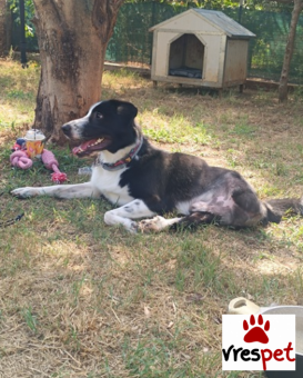 Ράτσα: Άγνωστο - Ημίαιμο | Ηλικία: 2 ετών | Φύλο: Αρσενικό | Αρ. Microchip: - | Ημίαιμο | Περιοχή: Νέα Σμύρνη, Αττική