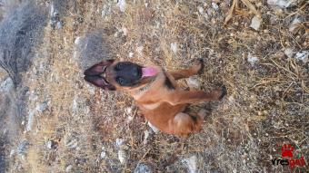Ράτσα: Βελγικός Ποιμενικός Μαλινουά - Belgian Malinois | Ηλικία: 3 μηνών | Φύλο: Αρσενικό | Αρ. Microchip: 999999999 | Περιοχή: Άλιμος, Αττική