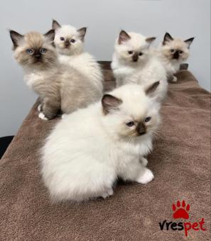 Ράτσα: Ράγκντολ | Ηλικία: 3 μηνών | Φύλο: Θηλυκό | Αρ. Microchip: 907890489038904 | Ιδιώτης | Pedigree | Περιοχή: Αθήνα, Αττική