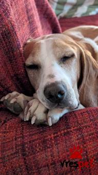 Ράτσα: Άγνωστο - Ημίαιμο | Ηλικία: 5+ | Φύλο: Θηλυκό | Αρ. Microchip: - | Περιοχή: Νέα Σμύρνη, Αττική