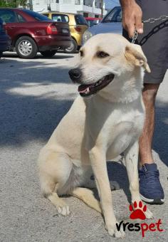 Ράτσα: Λαμπραντόρ - Labrador | Ηλικία: 4 μηνών | Φύλο: Θηλυκό | Αρ. Microchip: 00933666657414564 | Ημίαιμο | Περιοχή: Λαυρεωτική, Αττική