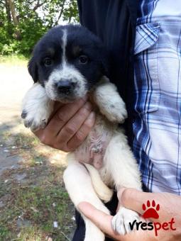 Ράτσα: Γκόλντεν Ριτρίβερ - Golden Retriever | Ηλικία: 2 μηνών | Φύλο: Αρσενικό | Αρ. Microchip: 445781000022256 | Ημίαιμο | Περιοχή: Αγιά, Θεσσαλία
