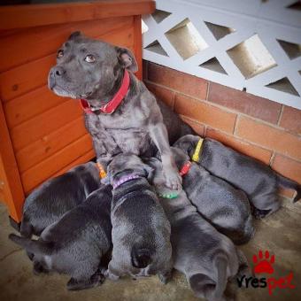 Ράτσα: Αμερικάνικο Σταφορντσάιρ τεριέ - American Staffordshire Terrier | Ηλικία: 3 μηνών | Φύλο: Θηλυκό | Αρ. Microchip: 985113709870055 | Ιδιώτης | Εκπαιδευμένο | Pedigree | Περιοχή: Αθήνα, Αττική