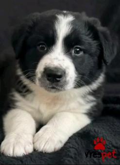 Ράτσα: Άγνωστο - Ημίαιμο | Ηλικία: 2,5 μηνών | Φύλο: Θηλυκό | Αρ. Microchip: - | Περιοχή: Κιλκίς, Μακεδονία