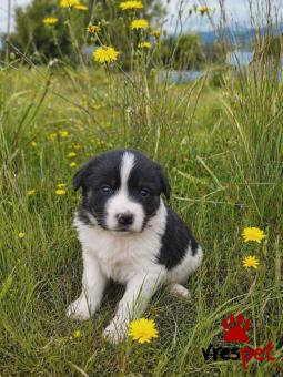 Ράτσα: Ελληνικός Ποιμενικός - Greek Shepherd | Ηλικία: 2 μηνών | Φύλο: Θηλυκό | Αρ. Microchip: 0 | Ημίαιμο | Περιοχή: Γλυφάδα, Αττική