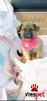 Ράτσα: Γερμανικός ποιμενικός Αλσατίας | Ηλικία: 2 μηνών | Φύλο: Θηλυκό | Αρ. Microchip: 1289675432222 | Περιοχή: Μινώα Πεδιάδα, Κρήτη