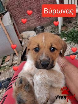 Ράτσα: Ελληνικός Ποιμενικός - Greek Shepherd | Ηλικία: 2 μηνών | Φύλο: Θηλυκό | Αρ. Microchip: 90123625454780 | Ημίαιμο | Περιοχή: Λαυρεωτική, Αττική
