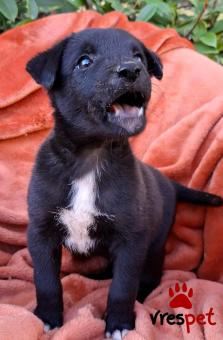 Ράτσα: Άγνωστο - Ημίαιμο | Ηλικία: 2 μηνών | Φύλο: Αρσενικό | Αρ. Microchip: 0 | Ημίαιμο | Περιοχή: Γλυφάδα, Αττική