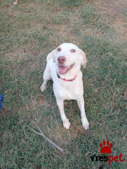 Ράτσα: Λαμπραντόρ - Labrador | Ηλικία: 8 μηνών | Φύλο: Θηλυκό | Αρ. Microchip: - | Ημίαιμο | Περιοχή: Θεσσαλονίκη, Θεσσαλονίκη