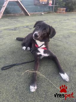 Ράτσα: Άγνωστο - Ημίαιμο | Ηλικία: 1 έτους | Φύλο: Θηλυκό | Αρ. Microchip: 900263003163735 | Περιοχή: Ηράκλειο, Αττική