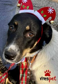 Ράτσα: Άγνωστο - Ημίαιμο | Ηλικία: 8 μηνών | Φύλο: Θηλυκό | Αρ. Microchip: - | Περιοχή: Νέα Σμύρνη, Αττική