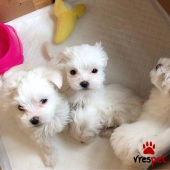 Ράτσα: Μαλτέζ - Maltese | Ηλικία: 2 μηνών | Φύλο: Θηλυκό | Αρ. Microchip: 985113009875967 | Ιδιώτης | Εκπαιδευμένο | Pedigree | Περιοχή: Αθήνα, Αττική