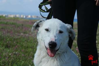 Ράτσα: Άγνωστο - Ημίαιμο | Ηλικία: 5 μηνών | Φύλο: Αρσενικό | Αρ. Microchip: 000000000000000000000 | Ημίαιμο | Περιοχή: Χαϊδάρι, Αττική