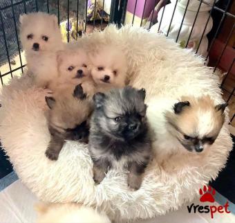 Ράτσα: Πομεράνιαν - Pomeranian | Ηλικία: 3 μηνών | Φύλο: Αρσενικό | Αρ. Microchip: 985112109734721 | Ιδιώτης | Εκπαιδευμένο | Pedigree | Περιοχή: Αθήνα, Αττική